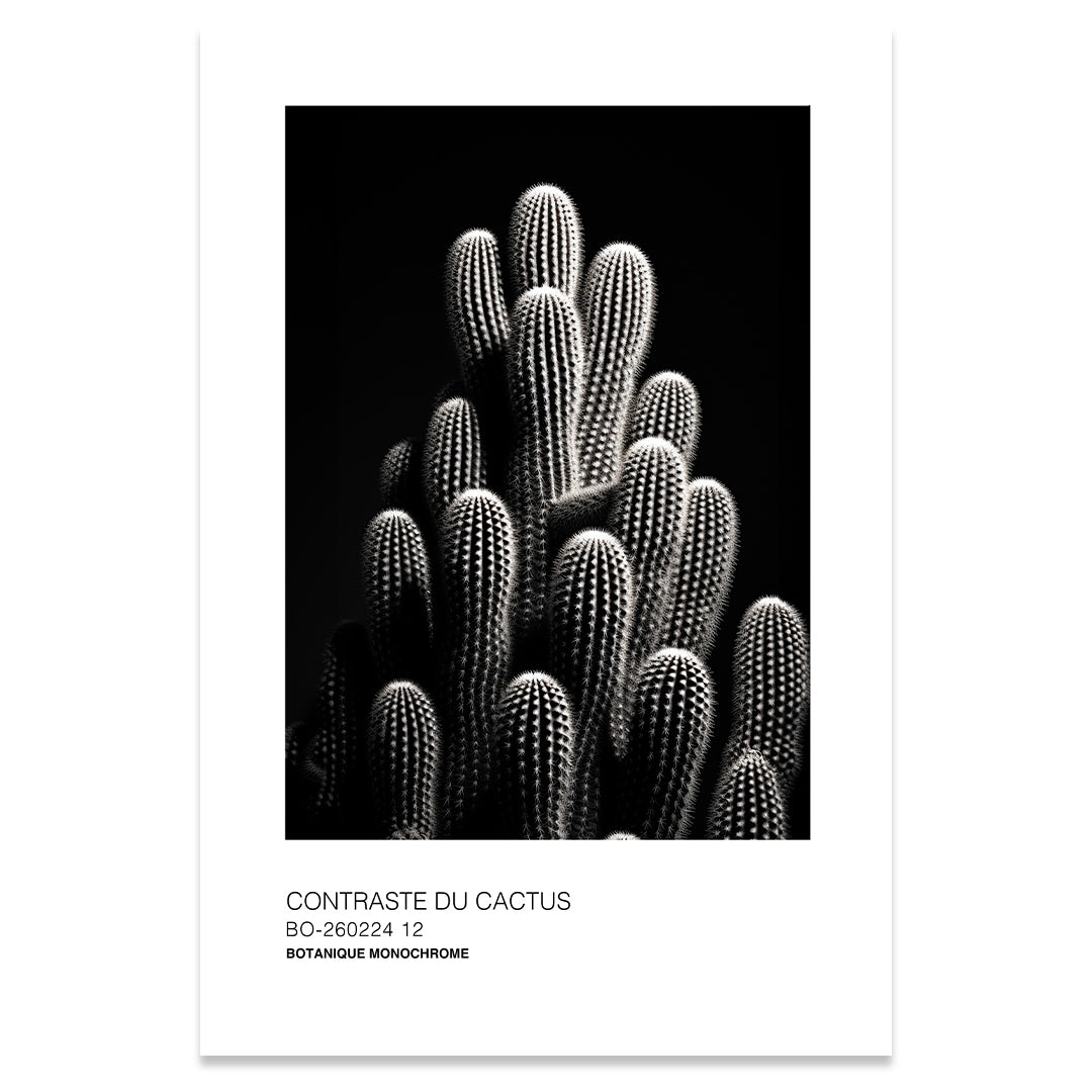 Contraste du cactus