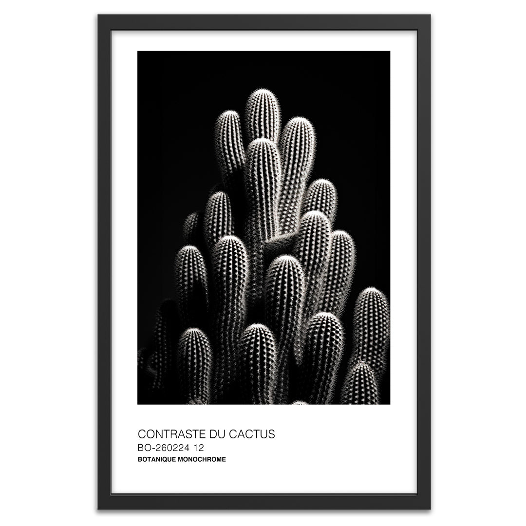 Contraste du cactus